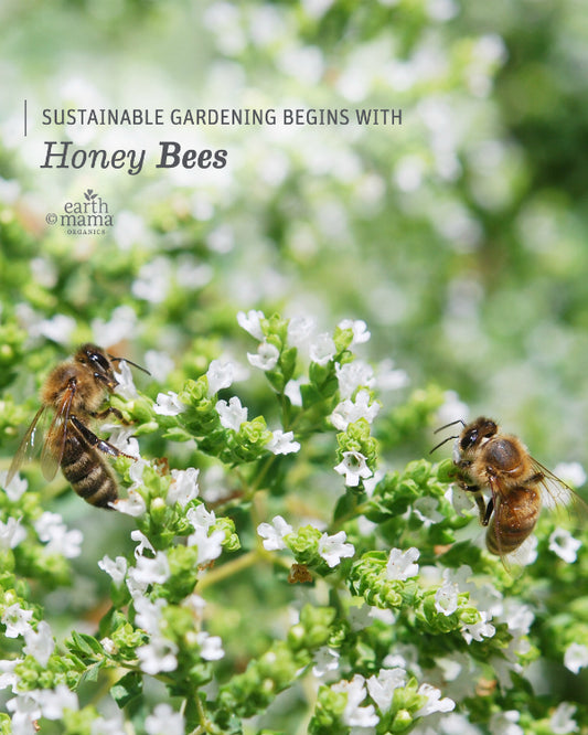 Sustainable Gardening Begins with Honey Bees