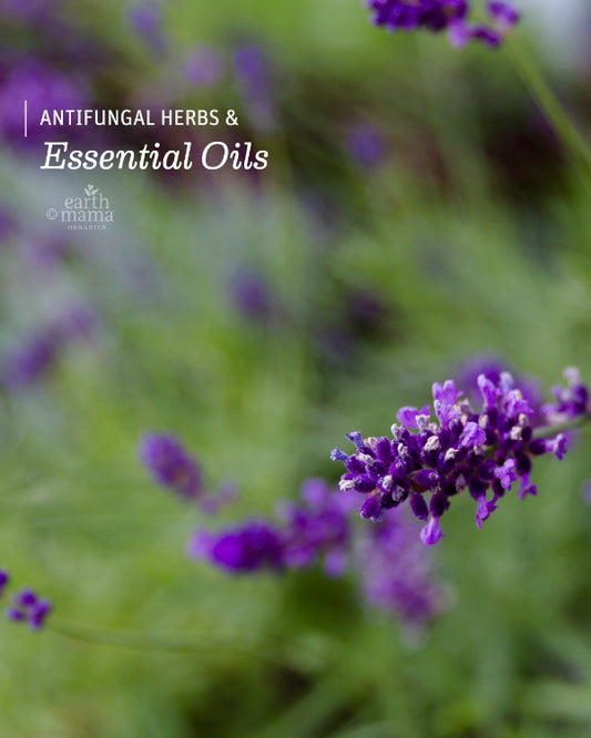 Antifungal Herbs and Essential Oils