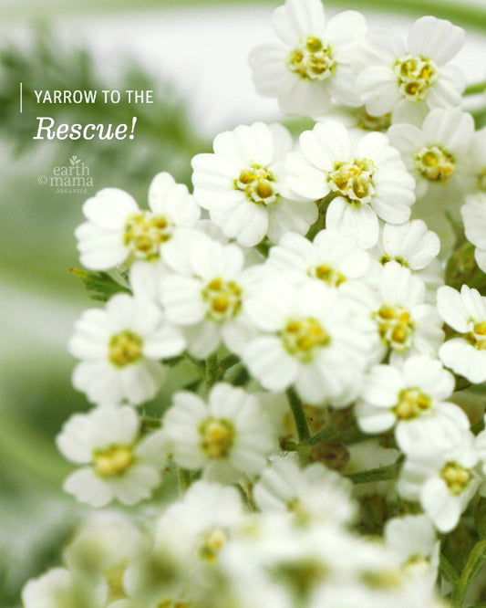 Yarrow To The Rescue