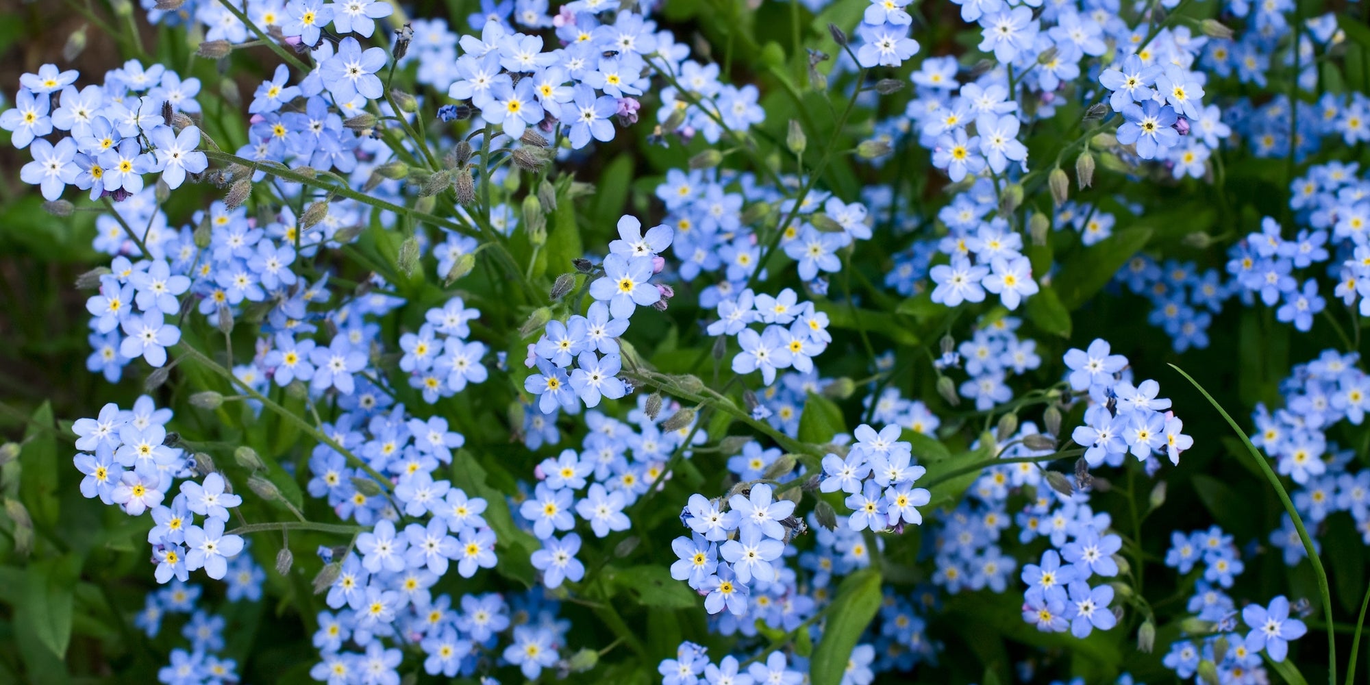 Forget-me-Nots
